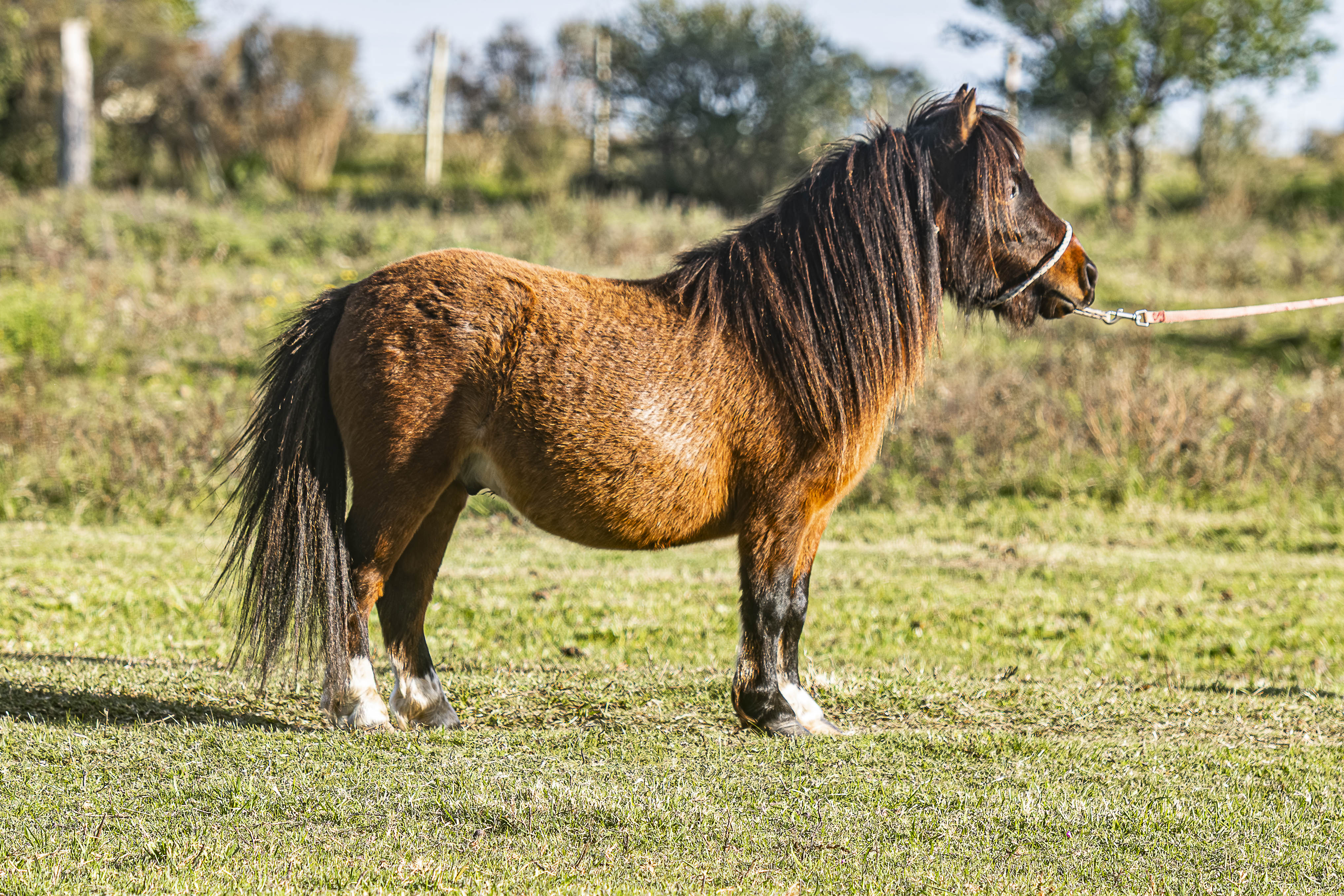 Padrillo SHR Timoteo - Cabaña SHR Poni Shetland Uruguay